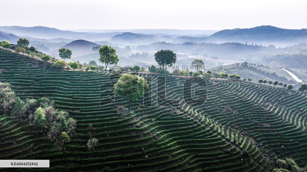 Tea Plantation in Yichun