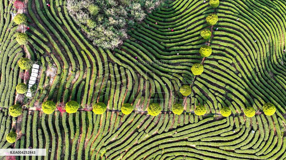 Tea Plantation in Yichun