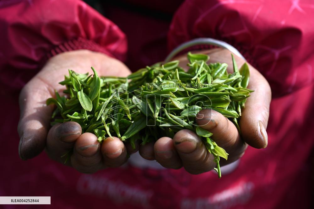 Tea Plantation in Yichun