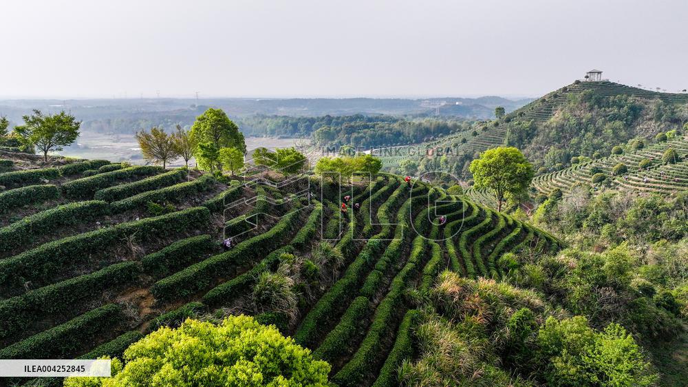 Tea Plantation in Yichun