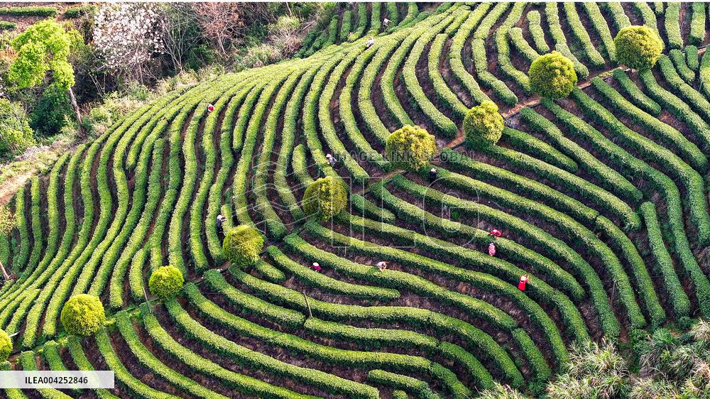 Tea Plantation in Yichun