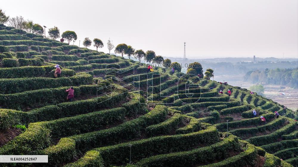 Tea Plantation in Yichun
