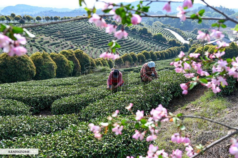 Tea Plantation in Yichun