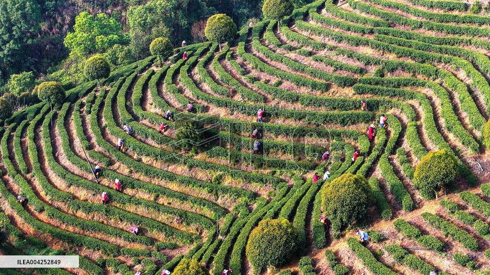 Tea Plantation in Yichun