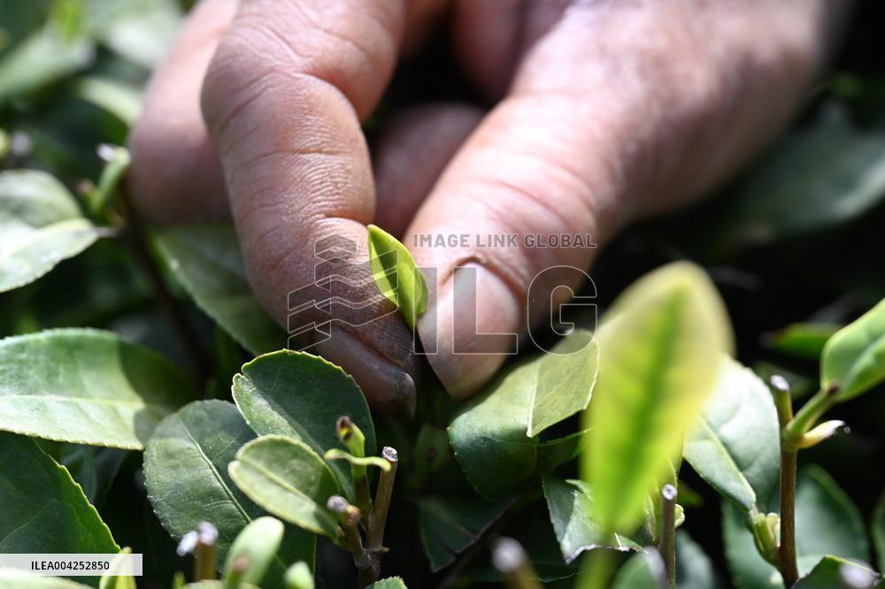 Tea Plantation in Yichun