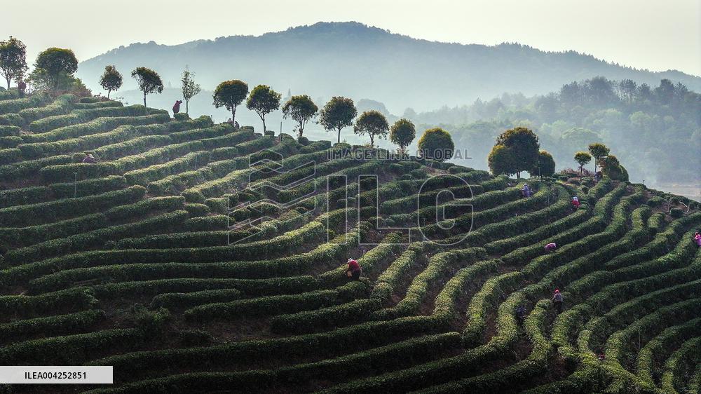 Tea Plantation in Yichun
