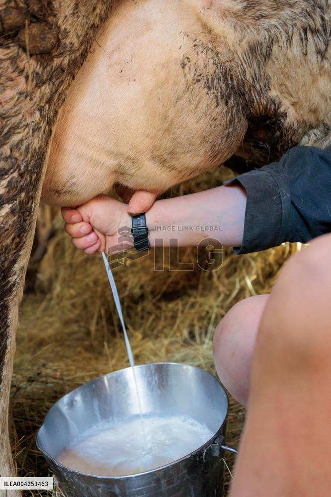 Hand milking