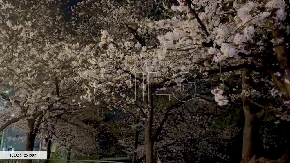 Japan: Cherry Blossoms Reach Full Bloom Across Country 4