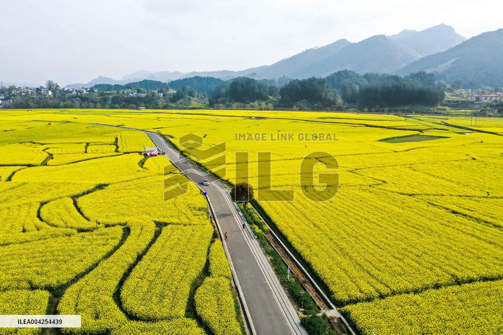 Canola Fields - China