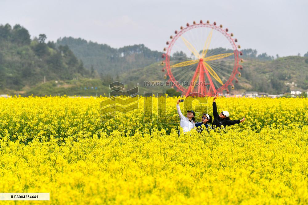 Canola Fields - China