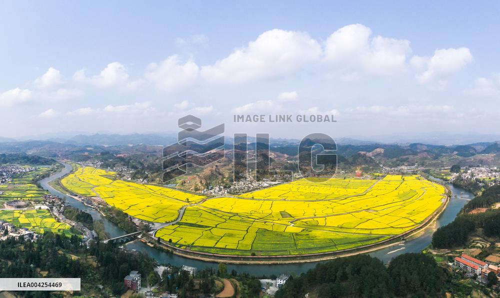 Canola Fields - China
