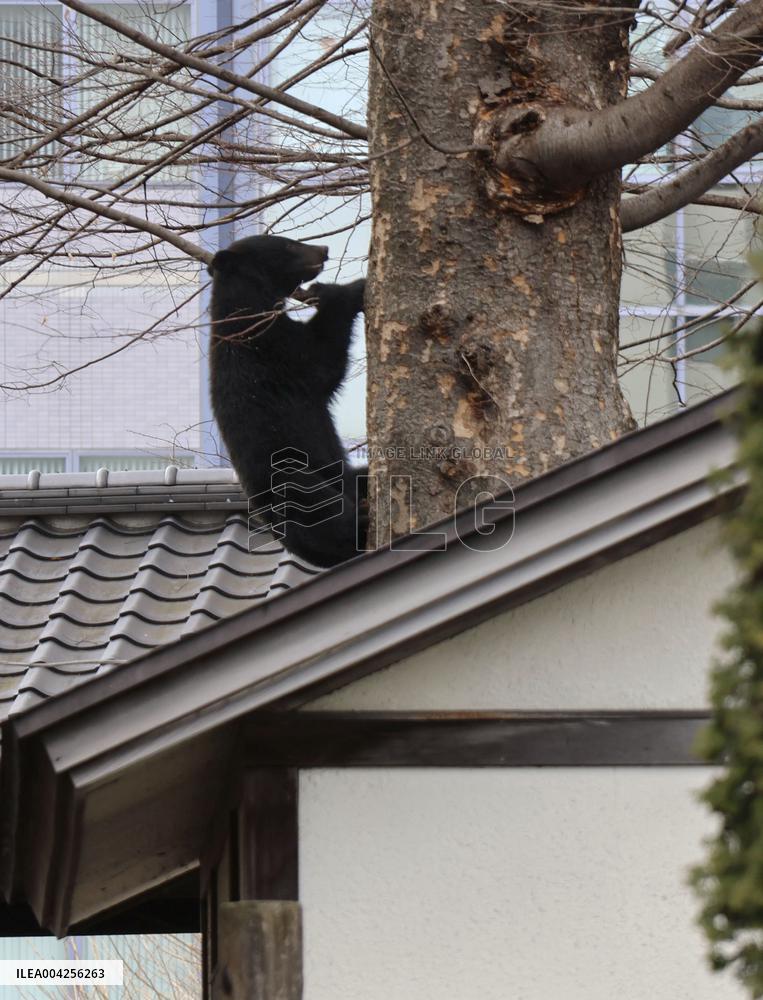 Bear shows up in urban city in Japan