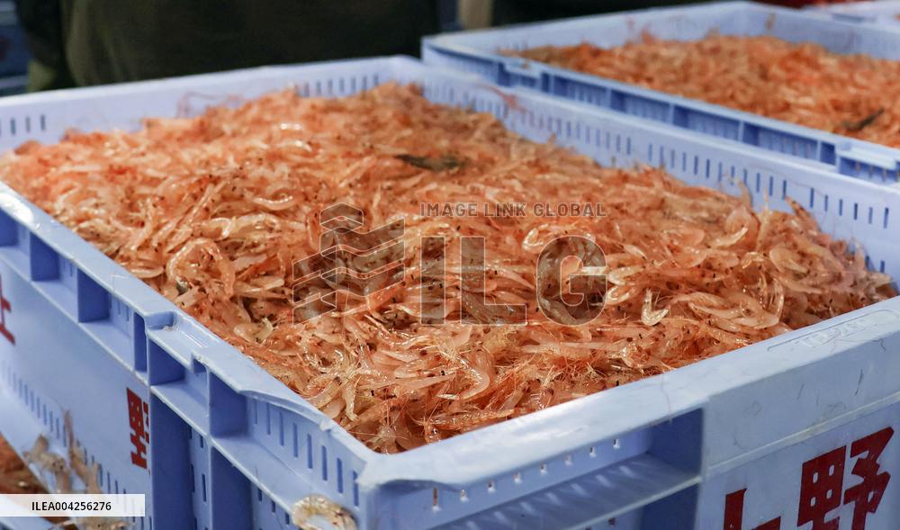 Season's first auction of shrimps in central Japan