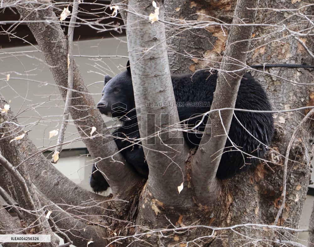 Bear shows up in urban city in Japan