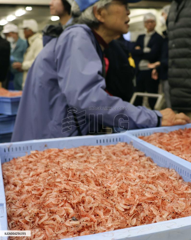 Season's first auction of shrimps in central Japan