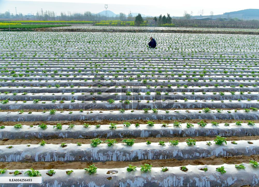 Agricultural Activities