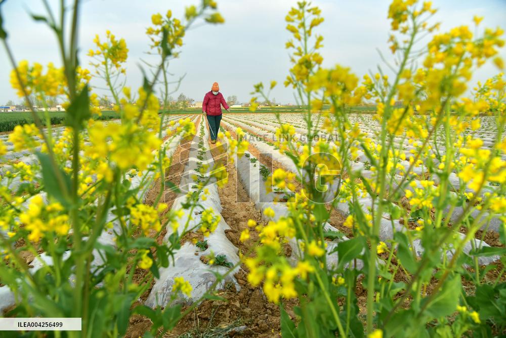Agricultural Activities