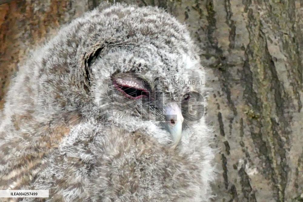 Tawny owls at Uzhhorod Castle