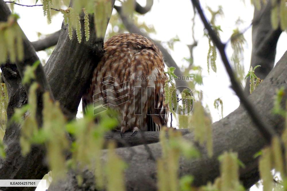 Tawny owls at Uzhhorod Castle