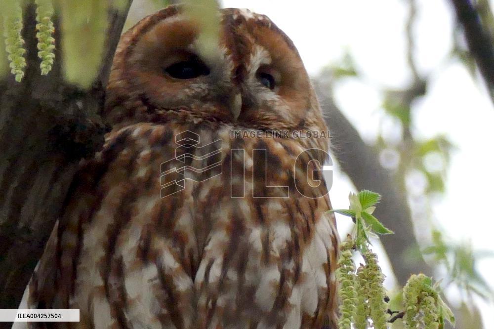 Tawny owls at Uzhhorod Castle