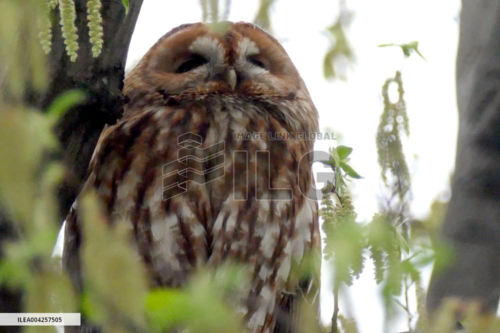 Tawny owls at Uzhhorod Castle