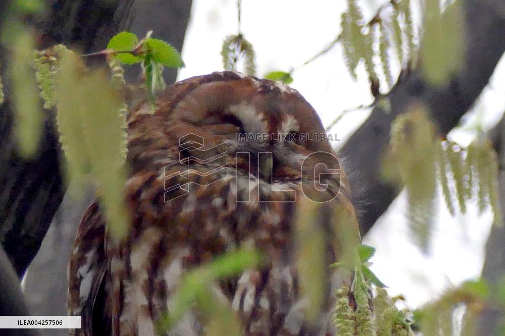 Tawny owls at Uzhhorod Castle