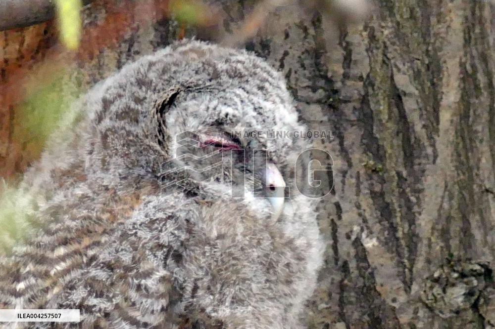 Tawny owls at Uzhhorod Castle