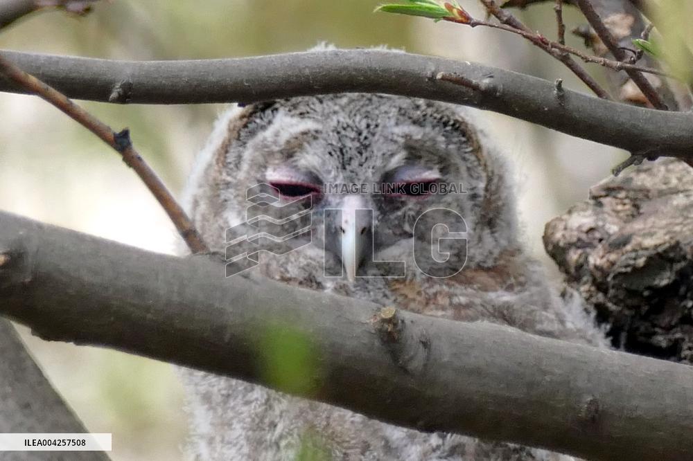 Tawny owls at Uzhhorod Castle
