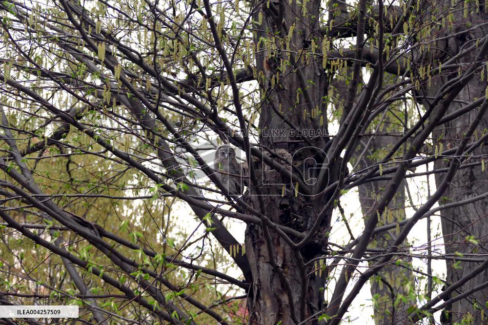 Tawny owls at Uzhhorod Castle