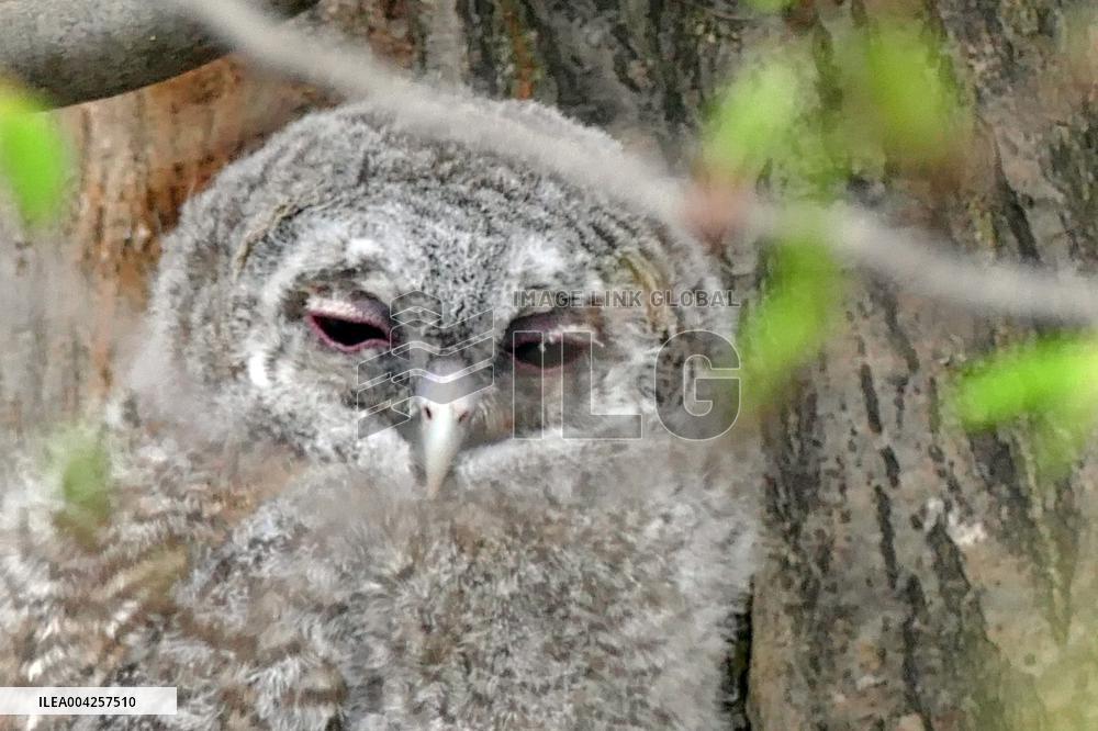 Tawny owls at Uzhhorod Castle