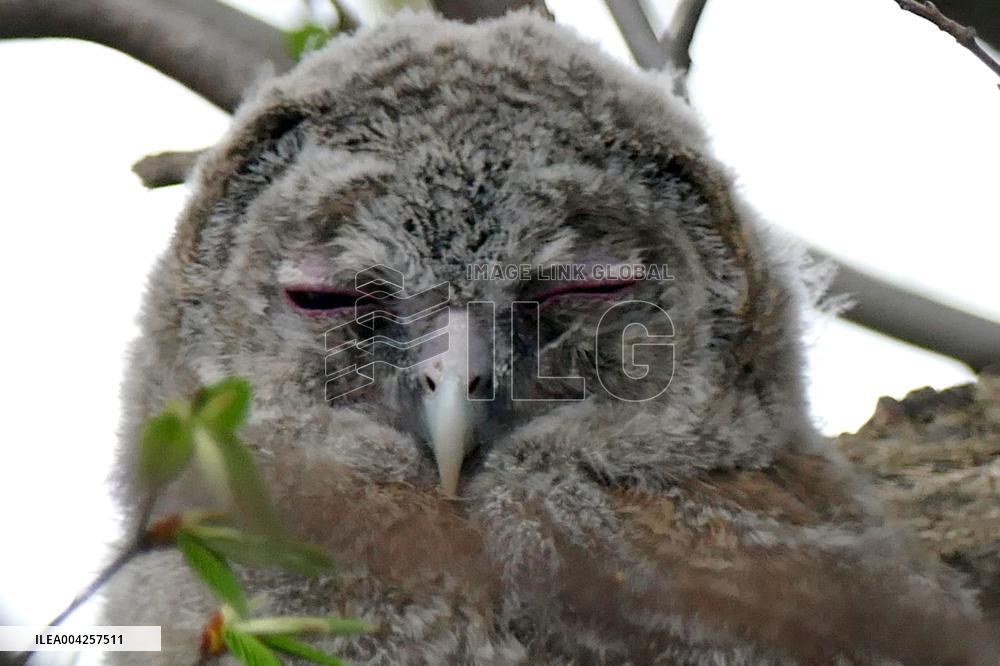 Tawny owls at Uzhhorod Castle