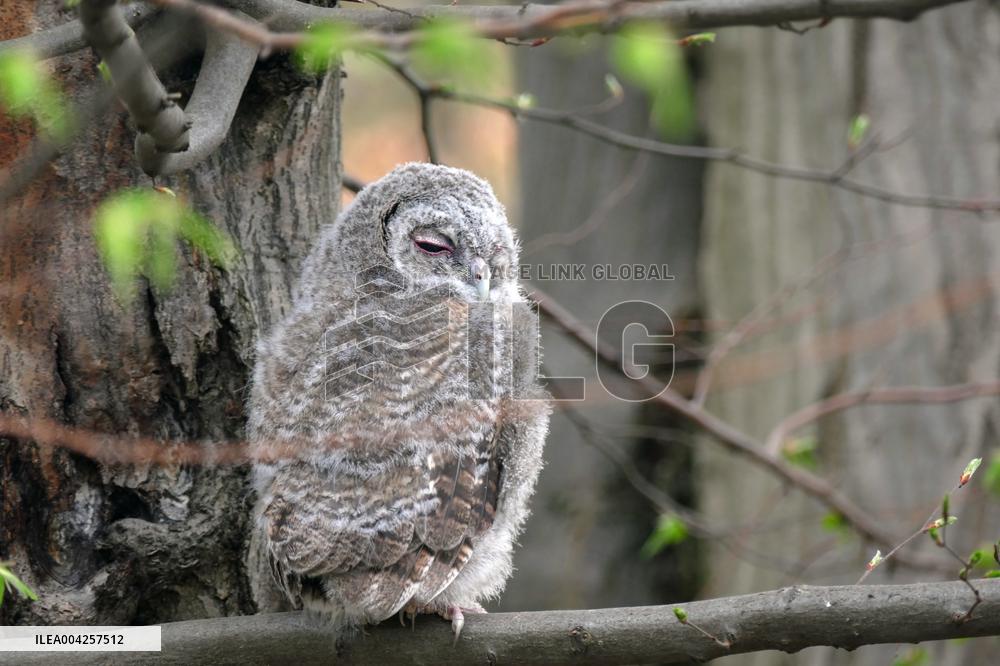 Tawny owls at Uzhhorod Castle