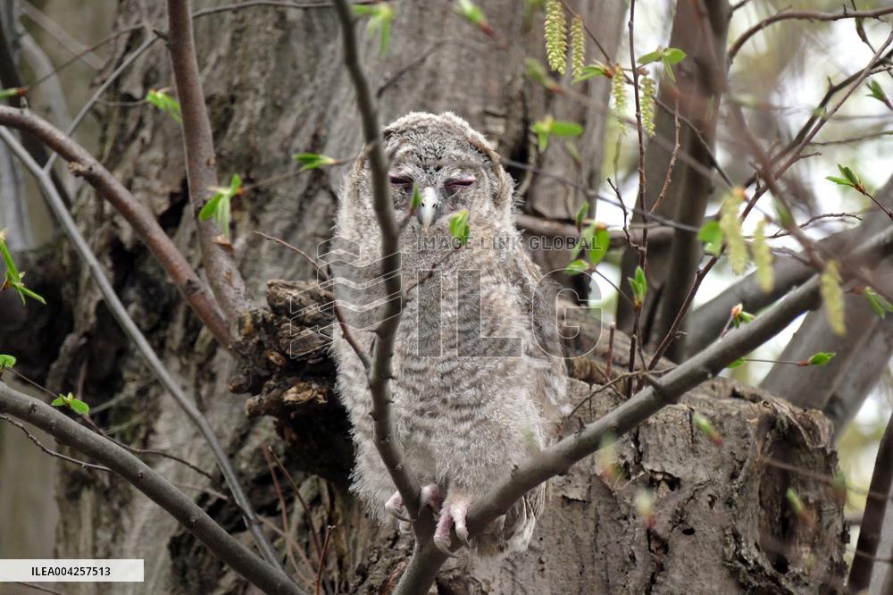 Tawny owls at Uzhhorod Castle