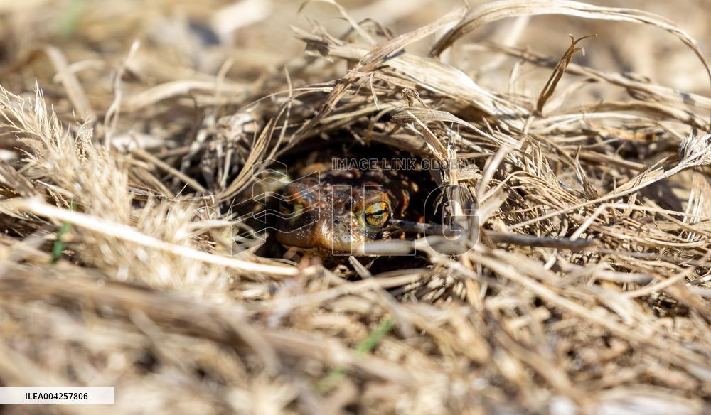 Frog migration