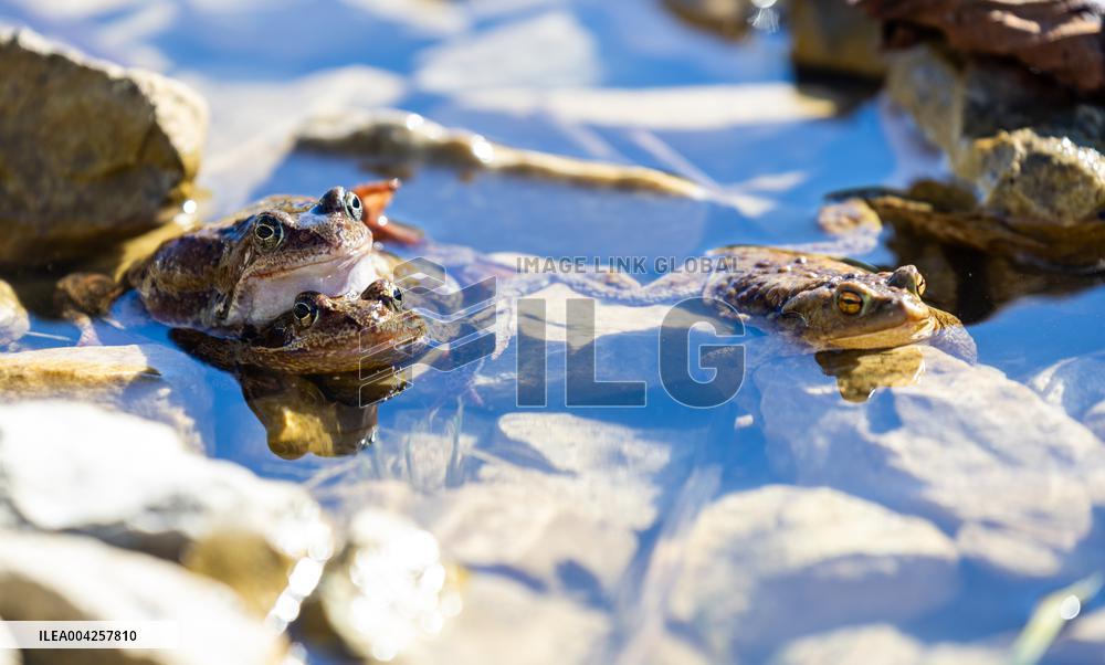 Frog migration