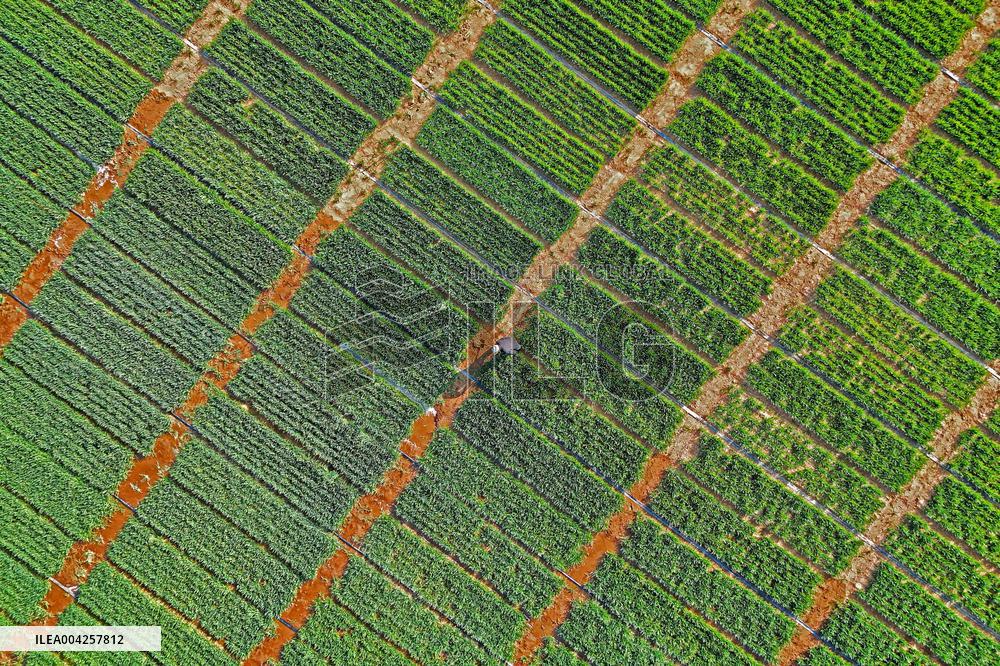 Wheat Irrigation in Yantai