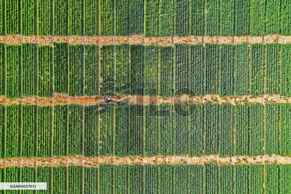Wheat Irrigation in Yantai