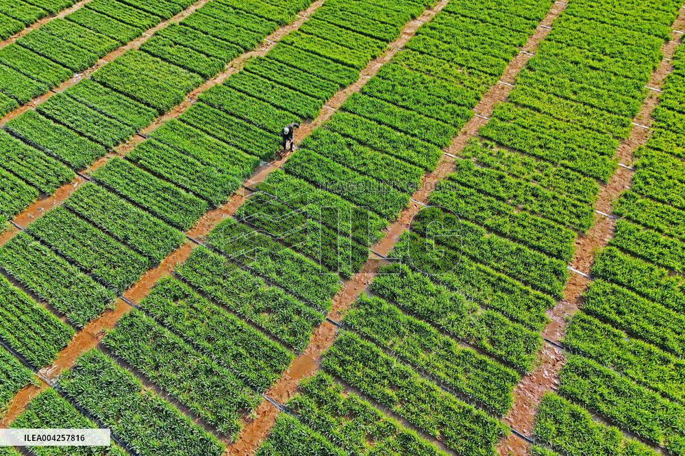 Wheat Irrigation in Yantai