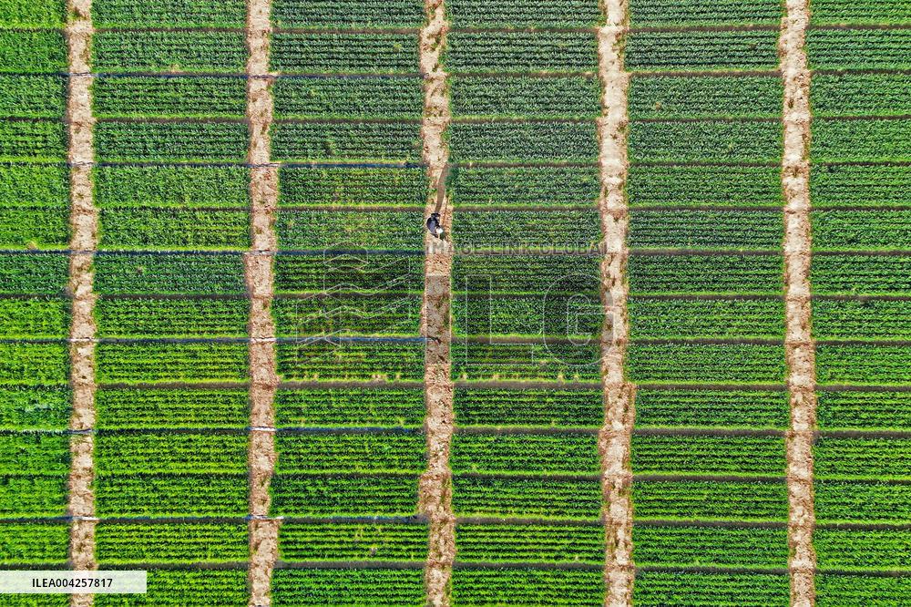 Wheat Irrigation in Yantai