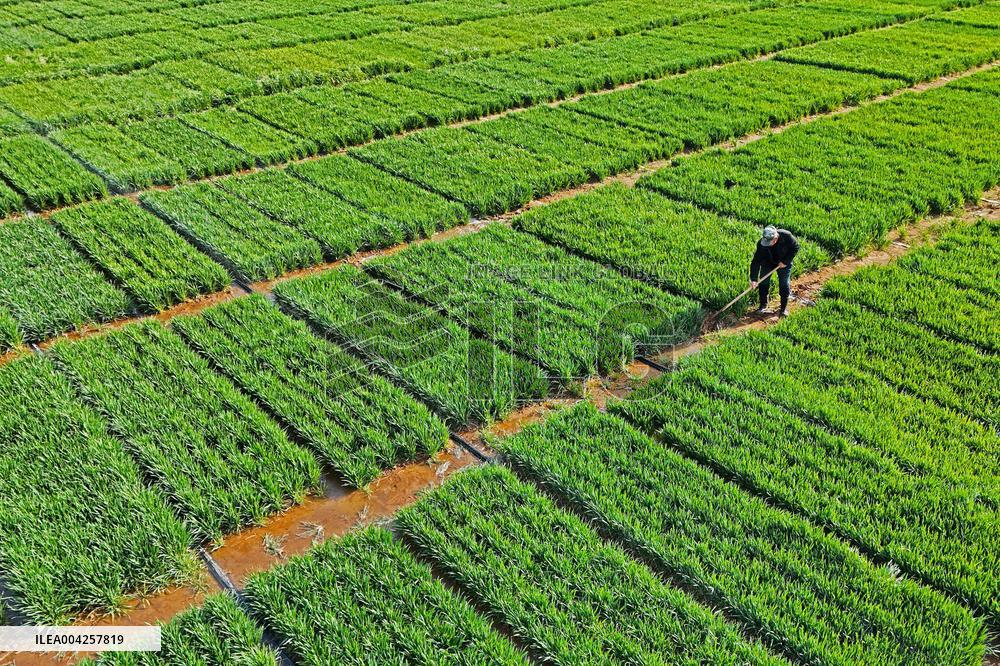 Wheat Irrigation in Yantai