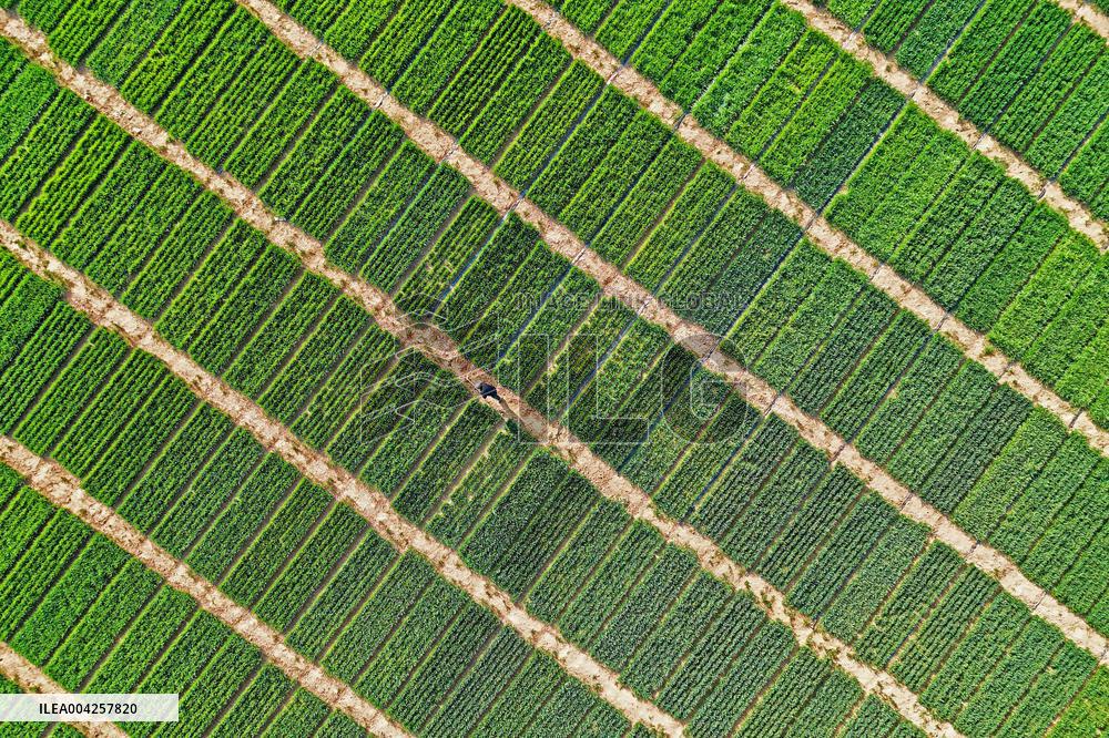 Wheat Irrigation in Yantai
