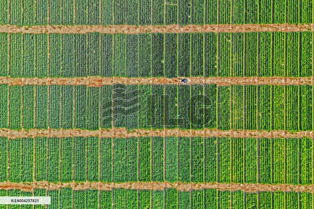 Wheat Irrigation in Yantai