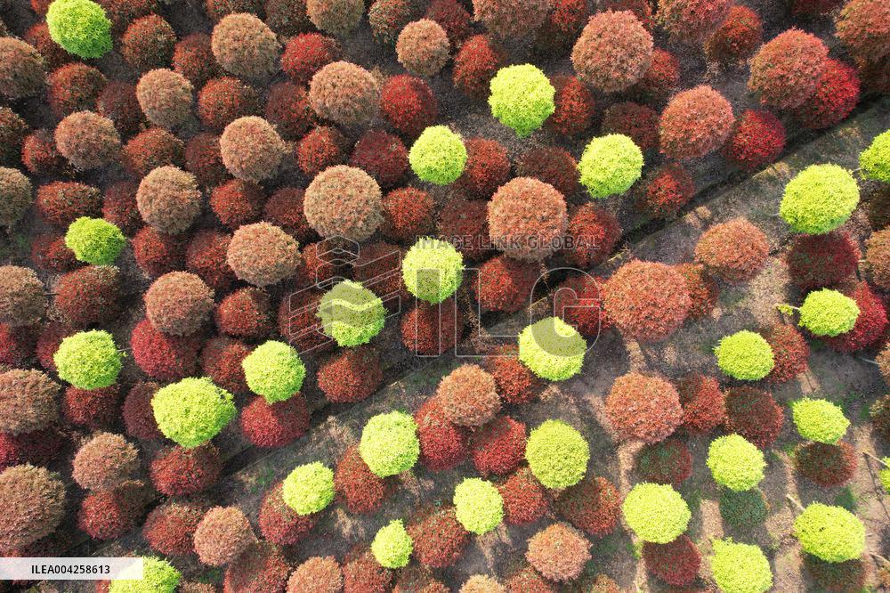 Yangtze River Modern Agricultural Park in Neijiang