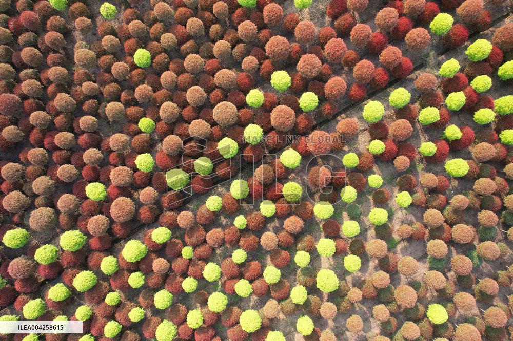 Yangtze River Modern Agricultural Park in Neijiang