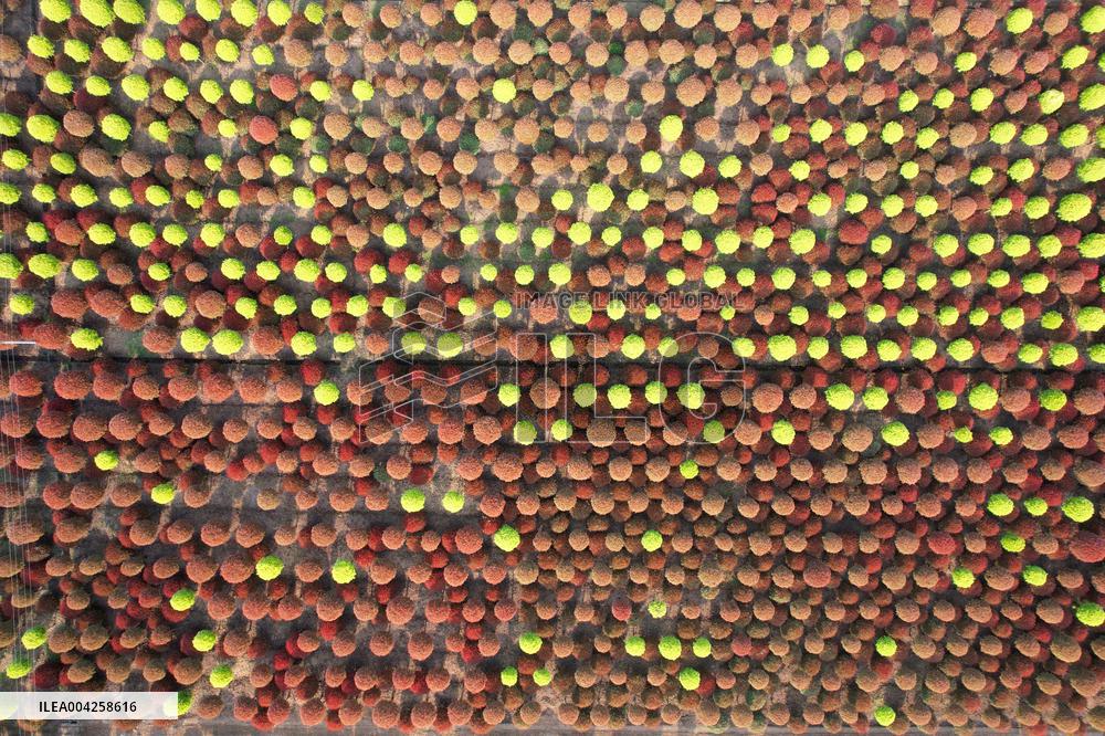 Yangtze River Modern Agricultural Park in Neijiang