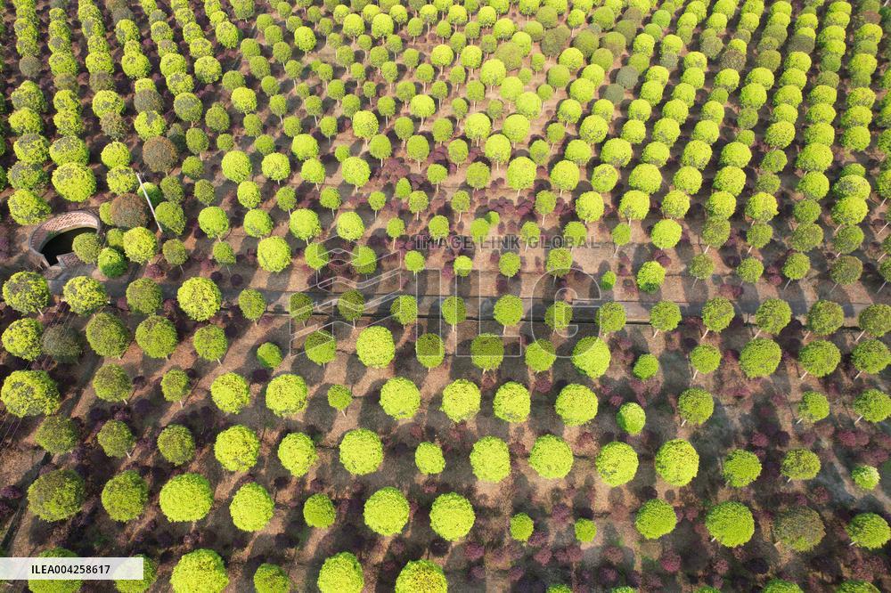Yangtze River Modern Agricultural Park in Neijiang