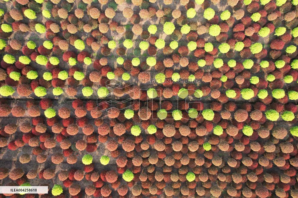 Yangtze River Modern Agricultural Park in Neijiang