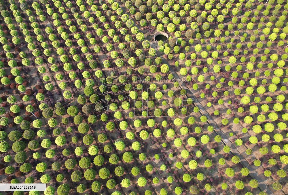 Yangtze River Modern Agricultural Park in Neijiang