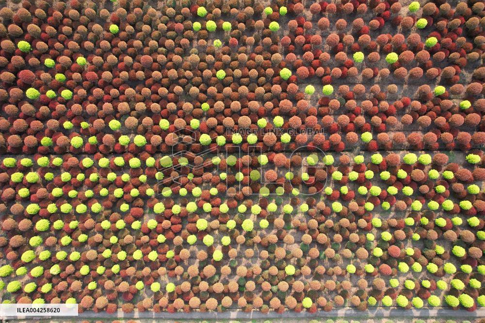 Yangtze River Modern Agricultural Park in Neijiang