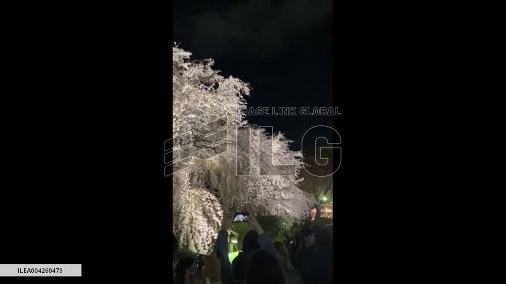Japan: Cherry Blossoms Reach Full Bloom Across Country 5